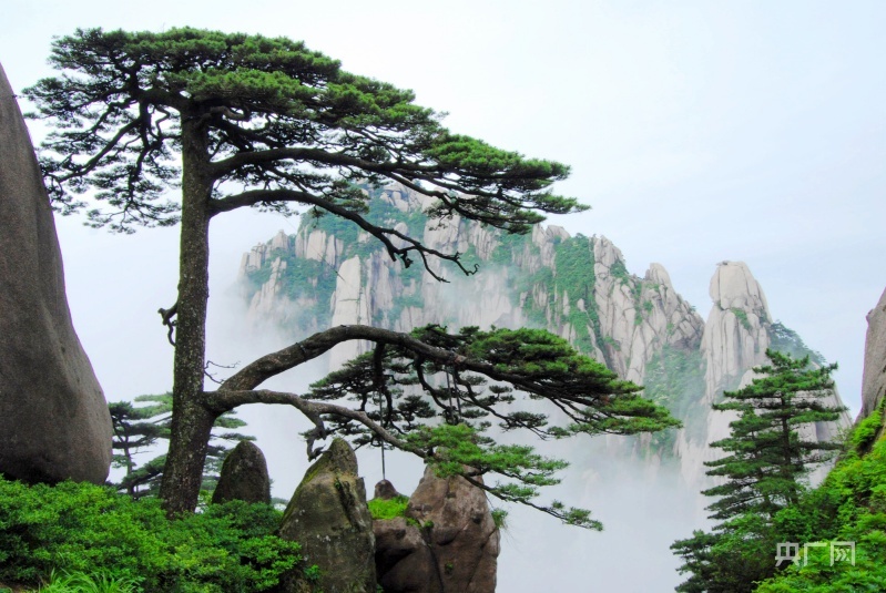 Sculptural pine trees overlooking mist-shrouded granite peaks in Huangshan